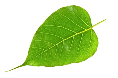 Peepal Leaves (Ashvattha) - Ayurvedic Ingredients Uses & Benefits ...