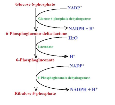 Pentose Phosphate Pathway - Definition and Mechanism