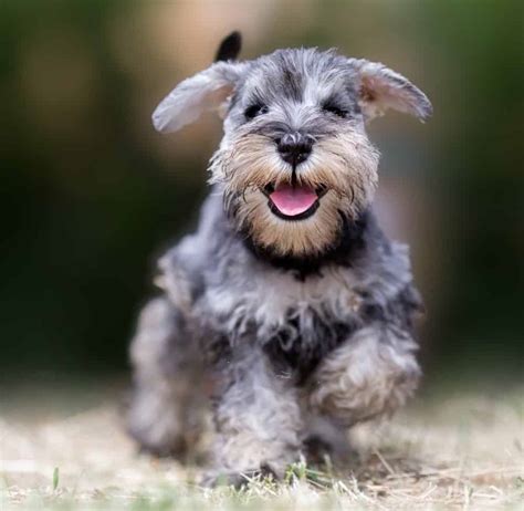 Schnauzer dog breeds: Guide to sizes, temperament, and health