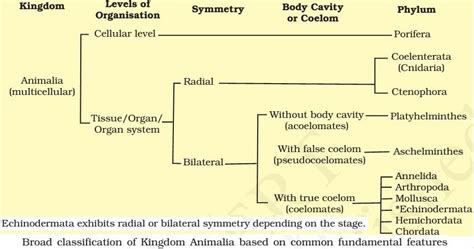 Classification of Animal Kingdom (Animalia)