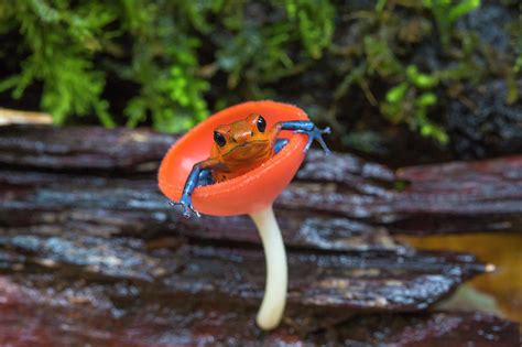 Strawberry Poison Dart Frog Sitting In Cup Fungus, Costa Rica ...