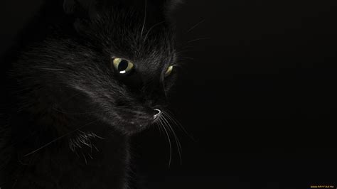 26+ Top Black Cat Wallpaper 4k Download For Free | Lumegram