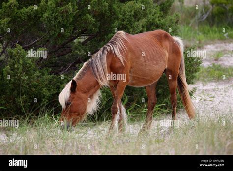 The Wild Horses of Shackleford Banks Stock Photo - Alamy