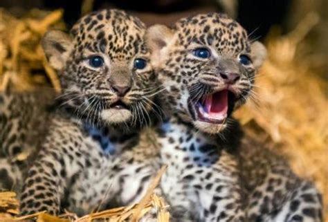 Rare Sri Lankan leopards born in French zoo