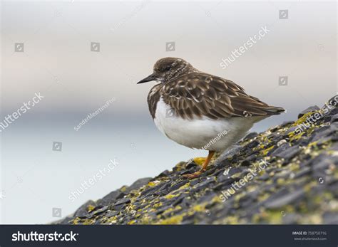 4,496 Turnstone bird Images, Stock Photos & Vectors | Shutterstock