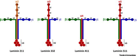 Regulation of the Immune System by Laminins: Trends in Immunology