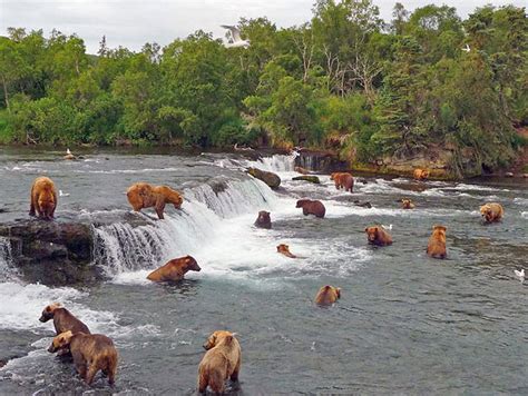 Anchorage Day Trips | Bear Viewing in Katmai National Park