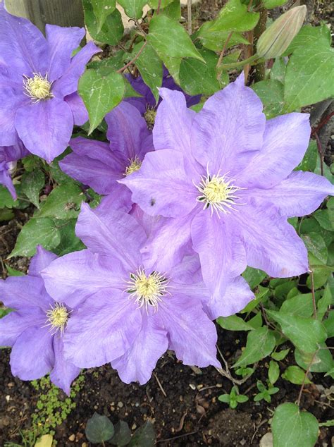 Clematis 'H.F.Young'. Lovely colour | Clematis, Plants, Lovely colors