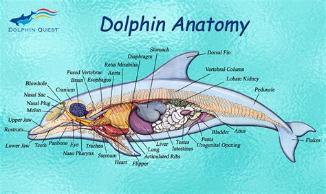 Bottlenose Dolphin Facts