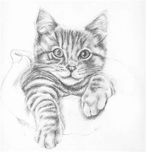 15 Easy Cat Drawing Ideas and Tutorials for Everyone - Beautiful Dawn ...