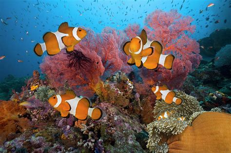 Clownfish Family On Tropical Coral Reef Photograph by Jeff Hunter