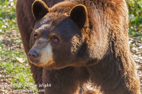 Red - Maine Black Bear from Maine Wildlife Park