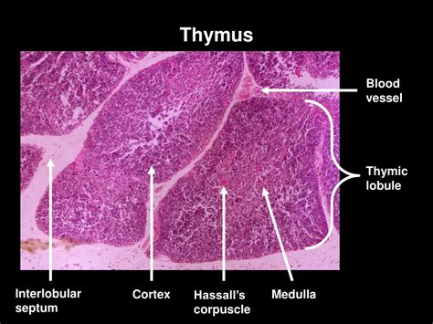 PPT - Thymus PowerPoint Presentation, free download - ID:1483566