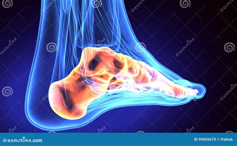 Human Foot Anatomy Illustration . 3D Render Stock Illustration ...