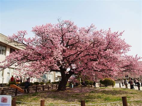 Ornamental Trees You Should Be Enjoying Right Now | Ornamental trees ...