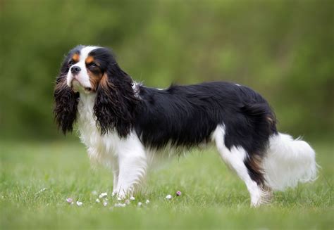 Cavalier King Charles Spaniel | Description, Size, History, Facts ...