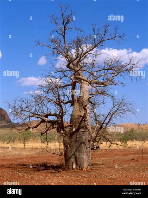 Australia. Baobab Tree or Bottle Tree (Adansonia Digitata Stock Photo ...