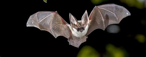 facts about bats | Virginia Bat Pros