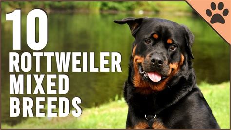 10 Rottweiler Mix Breeds | Dog World - YouTube