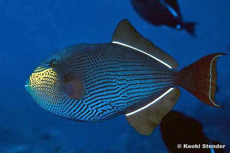 Black Triggerfish, Melichthys niger tropical - Tim's Tropical Fish and ...