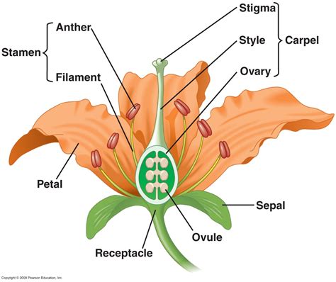 Parts of a Flower — Mathwizurd