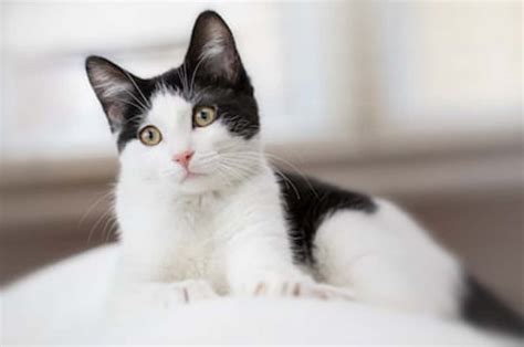 200 Best Black-and-White Cat Names - Parade Pets