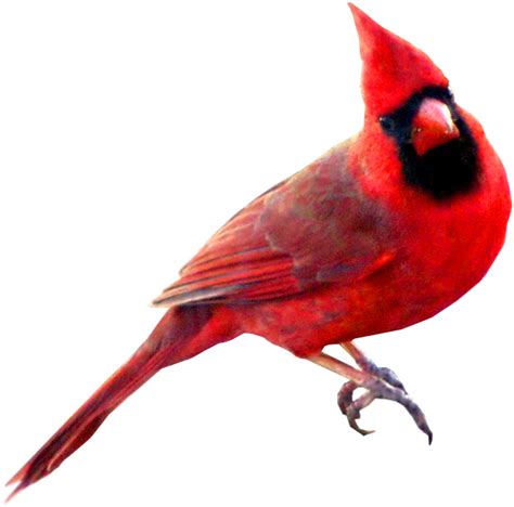 Cardinal bird clipart 20 free Cliparts | Download images on Clipground 2024