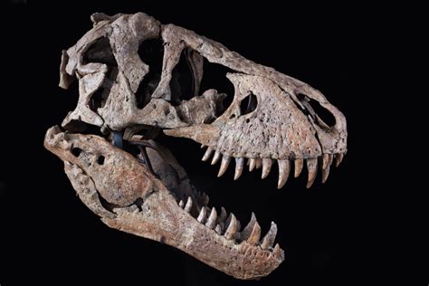 Tyrannosaurus Rex Skull | Maximus Rex | 2022 | Sotheby's