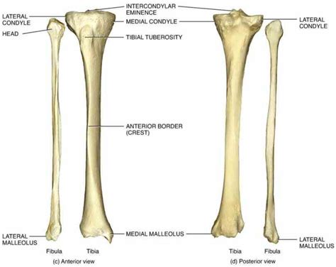 Anatomy Of Tibia And Fibula | MedicineBTG.com