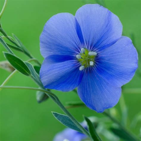 Blue Flax Wildflower Heirloom Seeds - Prairie Flowers, Lewis Flower, P ...