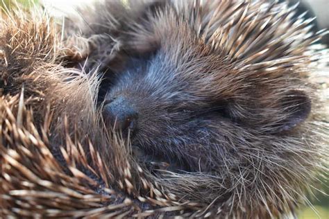 Hedgehogs and Their Sleeping Behavior (In The Wild and Captivity ...