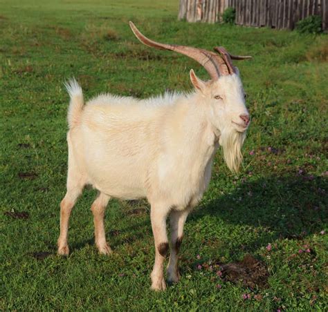 Goat Horns: 10 Things You Should Know - Wiki Point