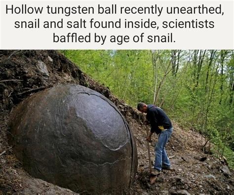 Immortal snail found in tungsten sphere - Meme Guy