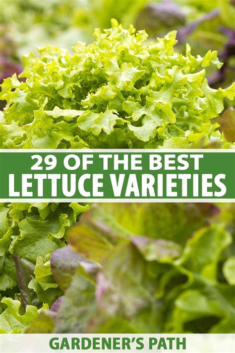 29 of the Best Lettuce Varieties For Your Garden | Gardener's Path