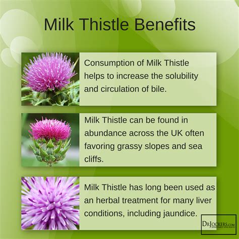 6 Ways Milk Thistle Improves Your Health - DrJockers.com