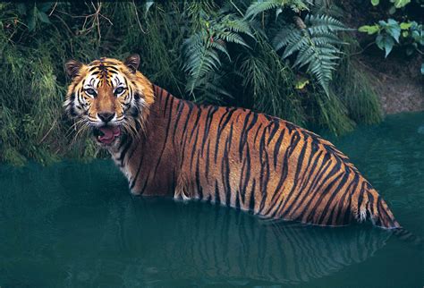 Tiger | Facts, Information, Pictures, & Habitat | Britannica