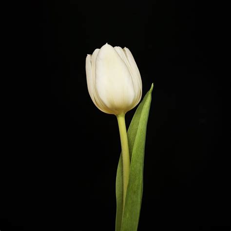 Portrait of a White Tulip No. 2 Tulips Art, White Tulips, Amazing ...