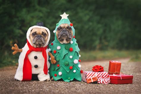 Brilliant Christmas Presents for your Favourite Pets - Pet Care Stores