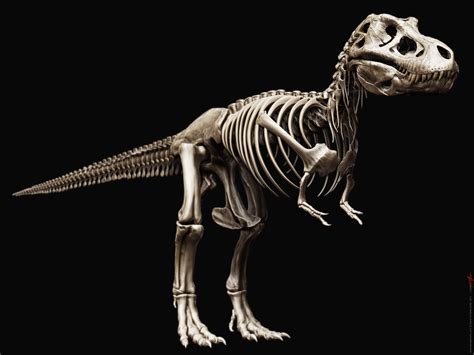 Tyrannosaurus Rex Skeleton by damir-g-martin on DeviantArt