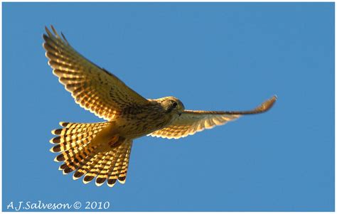 Hunting Kestrel by andy-j-s on DeviantArt