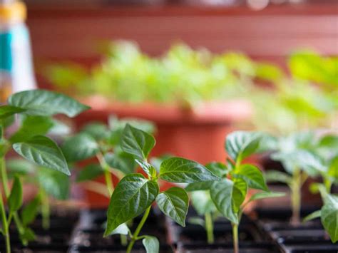 How To Grow Bell Peppers Indoors [Inc. From Scraps]