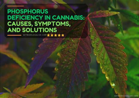 Phosphorus Deficiency in Cannabis: Causes, Symptoms, and Solutions ...