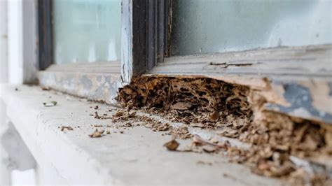 Preventative Termite Treatment Options for South Florida