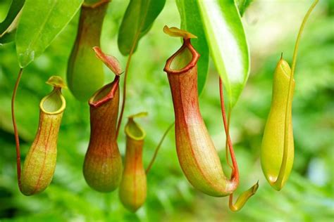 Awesome 8 Carnivorous Plants in 2020 | Carnivorous plants ...