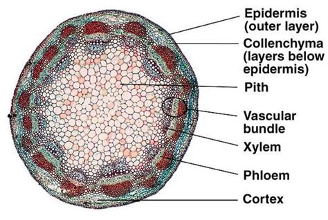 Dicot Stem Anatomy | Plant Science 4 U