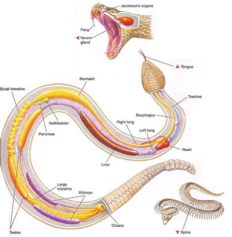 Snake Anatomy Diagrams With Function Snake System Respirator