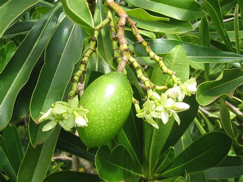 National Tropical Botanical Garden | Cerbera manghas - Plant Detail ...