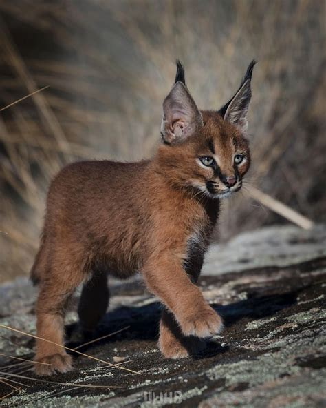 EARTHOFFICIAL on Instagram: “The Wild Caracal Kitten! 🐱 Caracals are ...