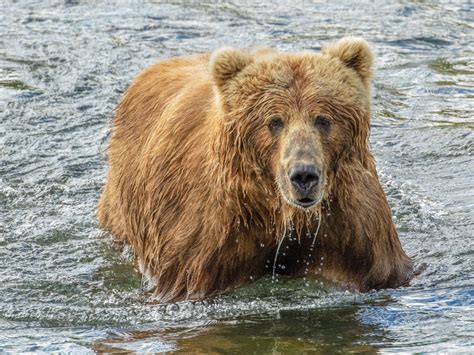 Kodiak Bear Viewing | Larsen Bay Lodge