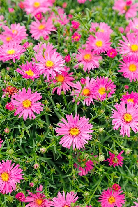 11 of the Best Perennial Asters for Late Summer Color | Gardener’s Path